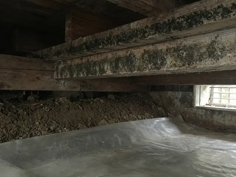 Mold along a crawl space rim joist in Langley