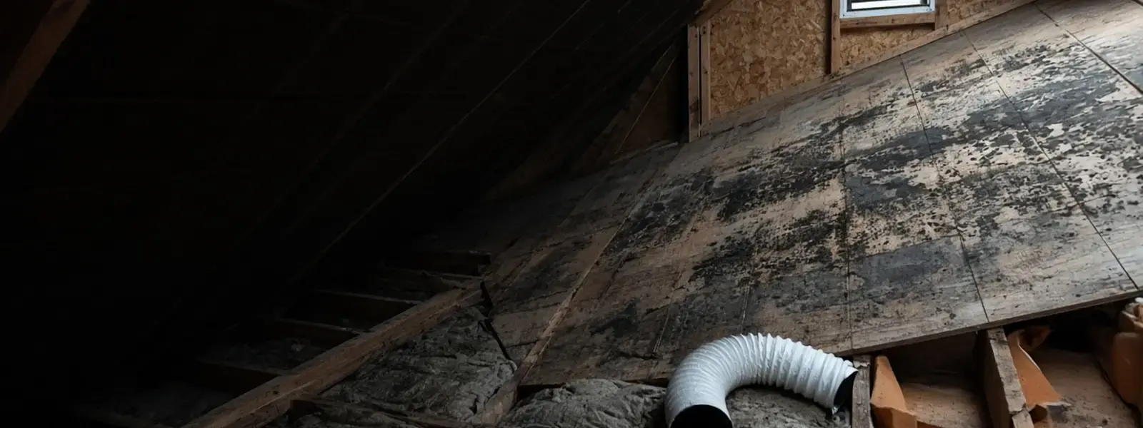 Mold on roof sheathing in a Langley BC attic