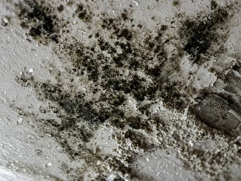 Close view of slimy black mold on wet cellulose in Langley